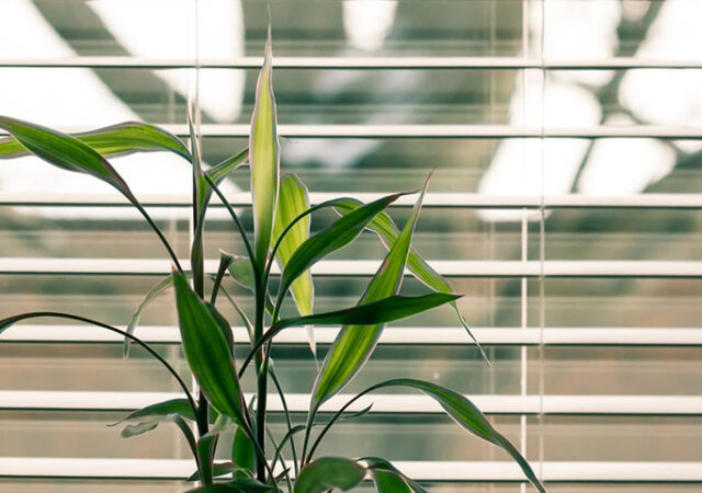 green-leaf-plant-against-white-venetian-window-blinds-845248