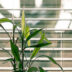 green-leaf-plant-against-white-venetian-window-blinds-845248